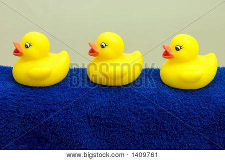 드 Rij에 Badeendjes