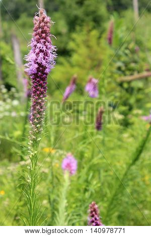 The native midwest USA wildflower Prairie Blazing Star Liatris pycnostachya grows in a Missouri field.