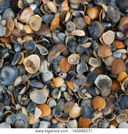 A Wide Variety Of Seashells Display Texture And Color On A Sandy Beach While Photographed In Early M
