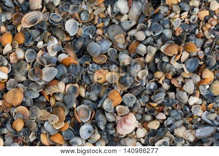 A Wide Variety Of Seashells Display Texture And Color On A Sandy Beach While Photographed In Early M