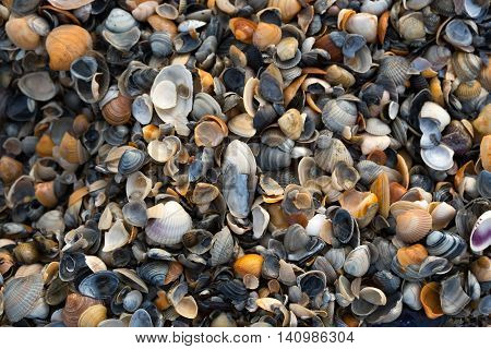 A Wide Variety Of Seashells Display Texture And Color On A Sandy Beach While Photographed In Early M