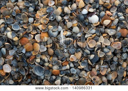 A Wide Variety Of Seashells Display Texture And Color On A Sandy Beach While Photographed In Early M