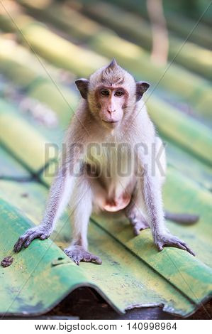 Closeup Adorable Monkey Sitting On Roof Over Blurred Background.