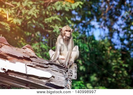 Adorable Monkey Sitting On A Moldy Wood On Blurred Nature Background.