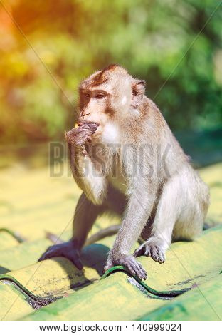 Closeup Adorable Monkey Eating On Roof Over Blurred Nature Background.