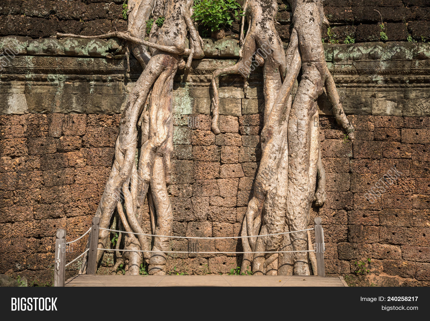 Roots Giant Spung Tree Image & Photo (Free Trial) | Bigstock