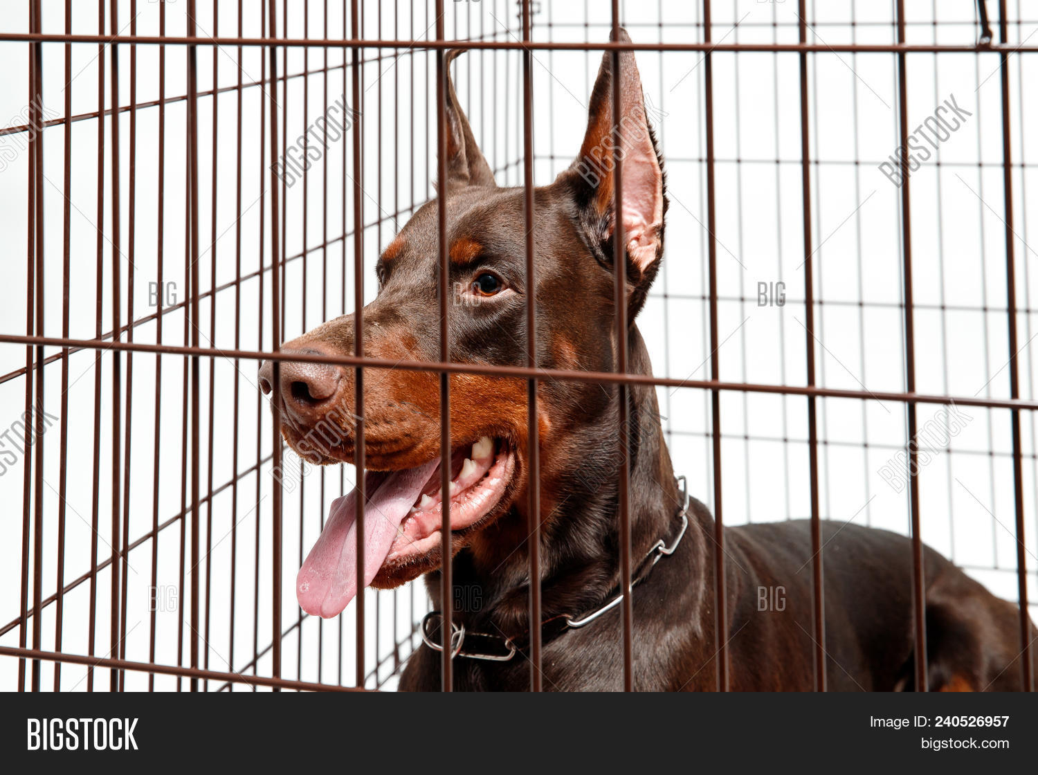 doberman cage