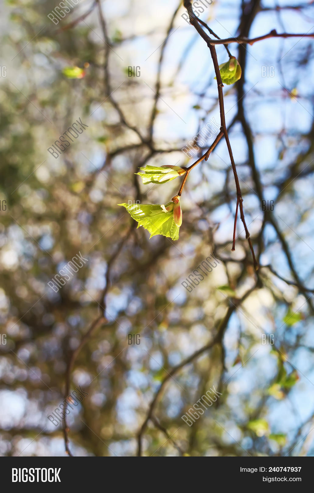 Tree Branches Spring Green Branches Spring Image & Photo (Free Trial) | Bigstock