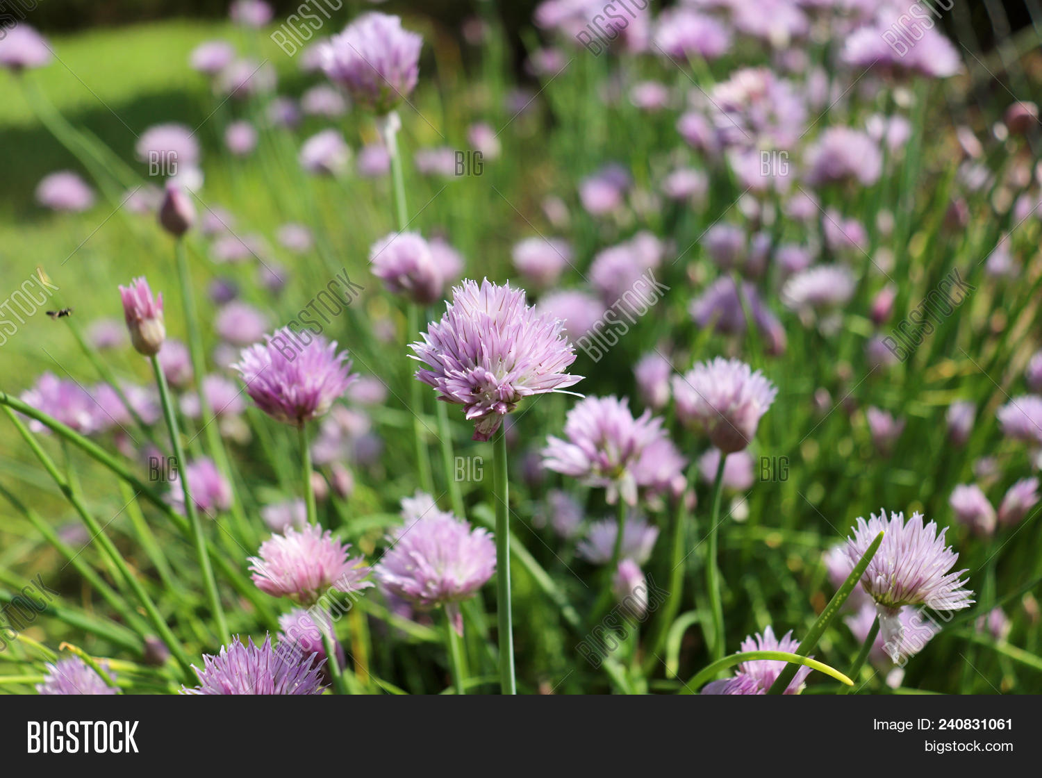 Fresh Purple Chives Image & Photo (Free Trial) | Bigstock