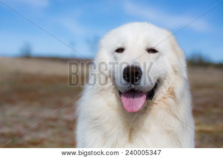 Portrait Of Gorgeous Maremma Sheepdog. Big White Fluffy Dog Posing In The Field In A Sunny Day