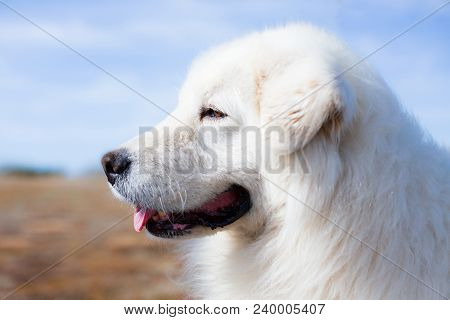 Profile Portrait Of Gorgeous Maremma Sheepdog With Tonque Out. Close-up Of Big White Fluffy Male Dog