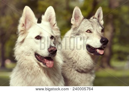 Couple Of Gray Wolfdog And Swiss White Shepheard On Portrait In Spring Park