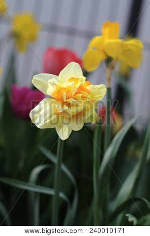 Yellow Flower Of Poet's Daffodil (narcissus Poeticus) On Blurred Colorful Background