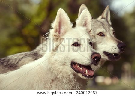 Couple Of Gray Wolfdog And Swiss White Shepheard On Portrait In Spring Park