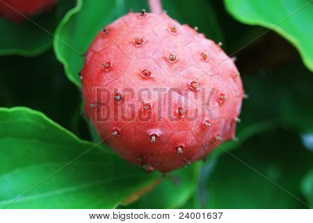 Kousa Dogwood Fruit