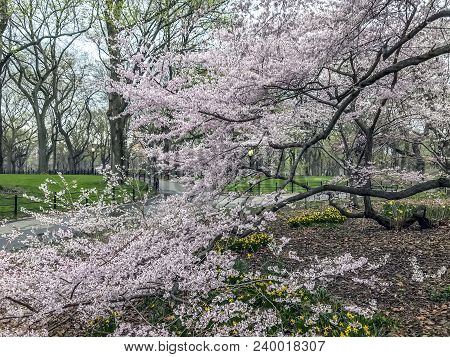 Central Park, New York City  In Early Spring