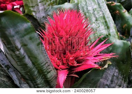 A Beatuiful Pink Blossom Of The Bromeliaceae Family