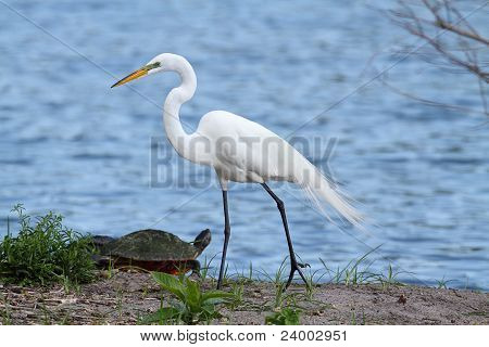 Garça--grande (ardea Alba)
