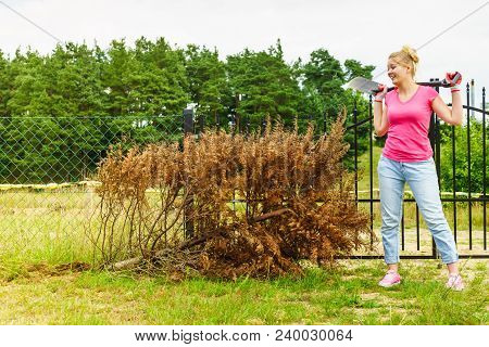 Woman Gardener Removing Withered Dried Thuja Tree From Her Backyard. Yard Work Around The House