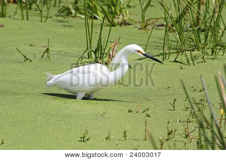 Garça-branca (egretta Thula)
