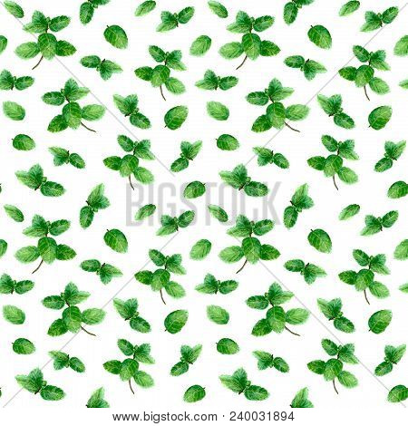 Mint Herb Spice Leaves Seamless Pattern On White Background. Watercolor Hand Drawn Botanical Illustr