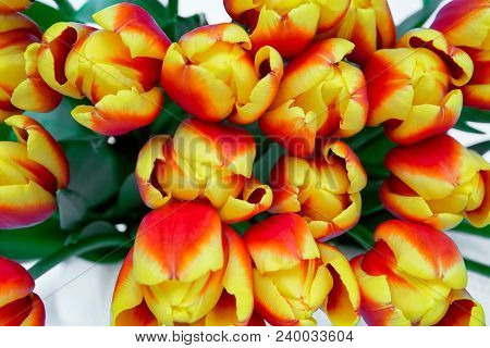 Bouquet Of Red Fresh Spring Tulip Flowers Over White Background