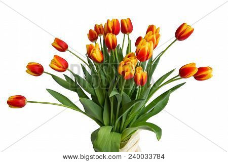 Bouquet Of Red Fresh Spring Tulip Flowers Over White Background