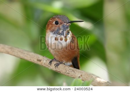 Rufous Hummingbird (selasphorus Rufus)