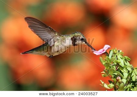 Ruby - throated Hummingbird lento