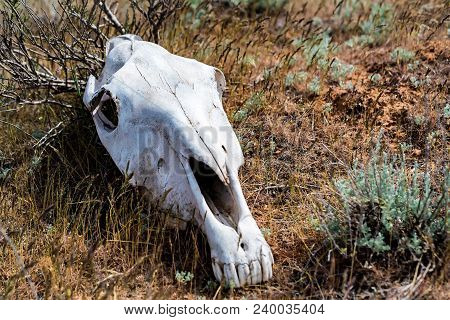 Horse Skull In Grass Close Up