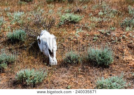 Horse Skull In Grass Close Up