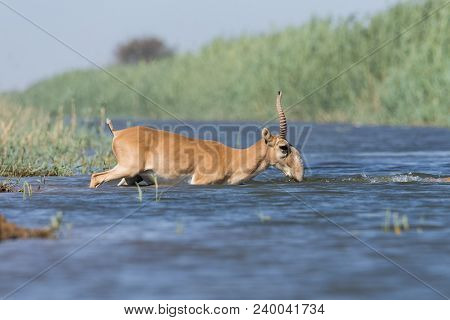 Saiga Tatarica, Chyornye Zemli (black Lands) Nature Reserve