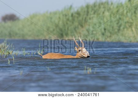 Saiga Tatarica, Chyornye Zemli (black Lands) Nature Reserve