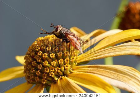 Fly On Flower Collecting Nectar.