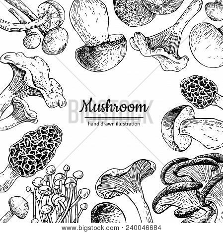 Mushroom Hand Drawn Vector Frame. Isolated Sketch Organic Food Drawing Template. Champignon, Morel, 