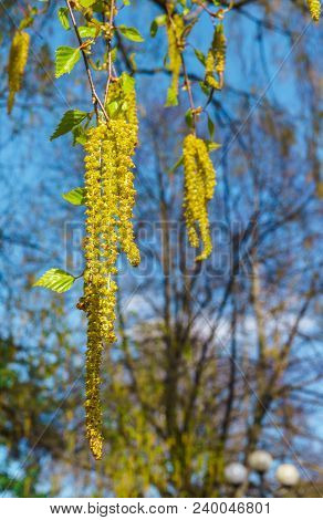 Blossoming Earrings Birches, Against The Blue Sky.