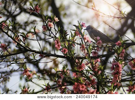 Beautiful Flowers Cherry Blossom With Brid On Softly Blurred Background