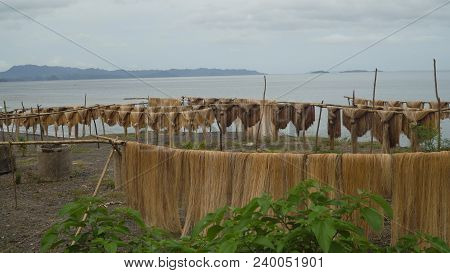 Abaca Fiber, Known As Manila Hemp, Drying In An Island Village. Abaca Rope. Fbers Are Dried Palm Tre