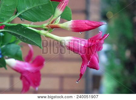 Water And Dew Dripping Off Dark Pink Spring Flowers After A Rainstorm