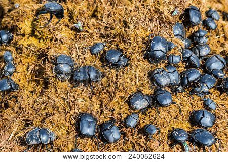 Close Up Group Of Scarabaeus Sacer Of Sacred Scarab In Dung