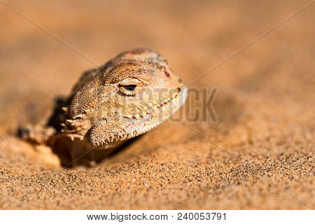 Close Up Head Of Spotted Toad-headed Agama Or Phrynocephalus Maculatus With Its Body Buried In Sand 