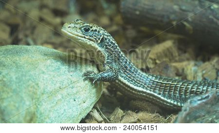 Sudan Plated Lizard, Gerrhosaures Major. Small Lizard In The Zoo.