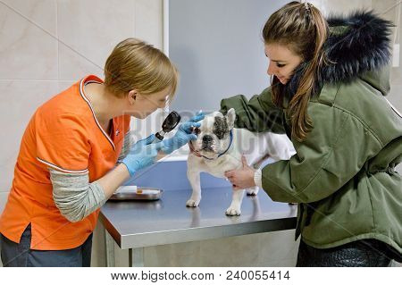 Veterinarian Checks The Eyes Of A Dog, Biomicroscopy. Veterinarian Ophthalmologist Doing Medical Pro