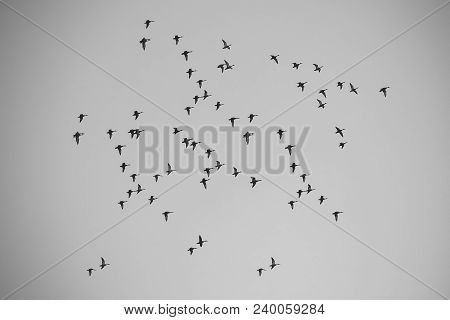 Aerial View Of Big Band Of Many Flying Black Birds Migrating To Warm Places In Unflawed Blue Sky Sun