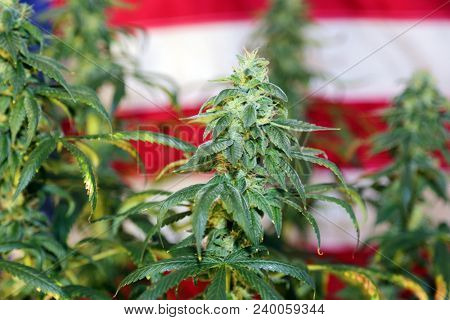 Marijuana Plant in front of an American Flag. Female Marijuana Flowers. 