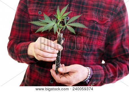 Marijuana Plant in hands.
A farmer holds a Clone or Cutting of a marijuana plant in his hands. 