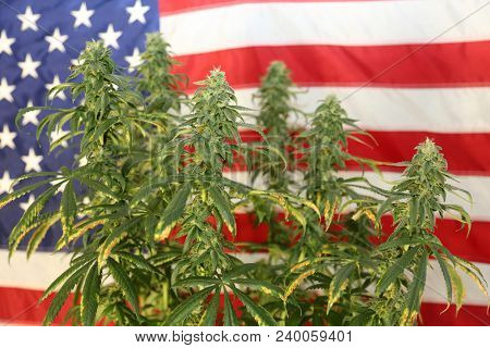 Marijuana Plant in front of an American Flag. Female Marijuana Flowers. 