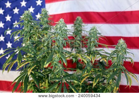 Shallow Depth of Field View of a Marijuana Plant in front of an American Flag. Female Marijuana Flowers. 