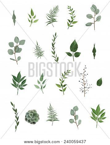 Vector Designer Elements Set Collection Of Green Eucalyptus, Art Foliage Natural Leaves Herbs In Wat