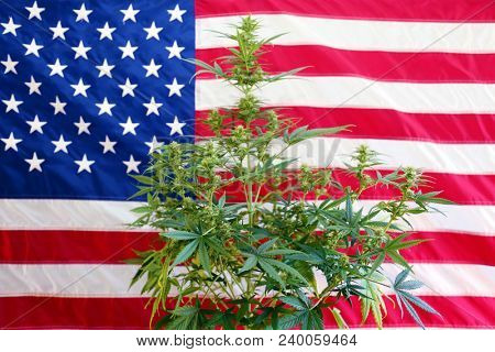 Shallow Depth of Field View of a Marijuana Plant in front of an American Flag. Female Marijuana Flowers. 
